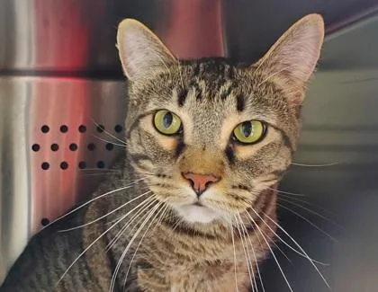 An adult large-sized male Domestic Short Hair cat named Sweet Pea for adoption in Kansas City, MO