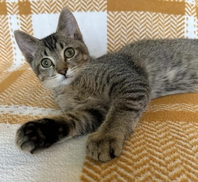 A baby small-sized male Domestic Short Hair cat named Cornelius for adoption in Kenosha, WI