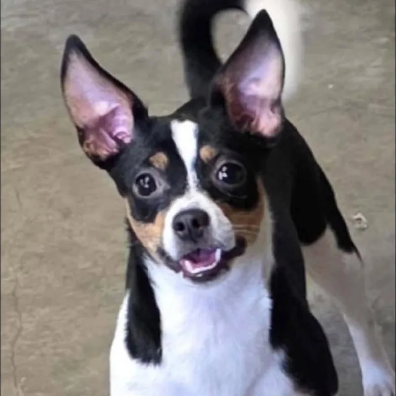 An adult small-sized female Black Chihuahua dog named Angel for adoption in Alexandria, VA