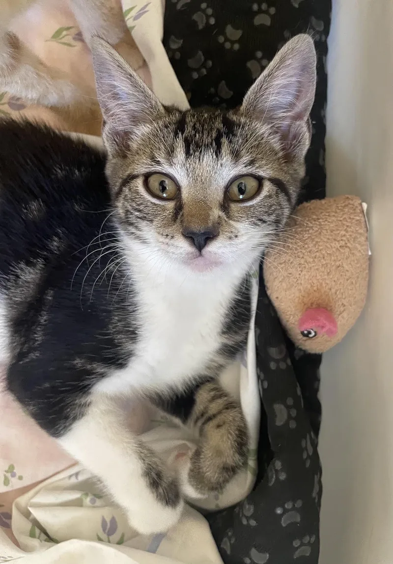 A baby medium-sized female American Shorthair cat named Glow for adoption in Media, PA