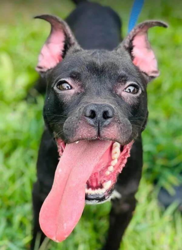 A young medium-sized male Pit Bull Terrier dog named Ac "Jet" for adoption in Conyers, GA