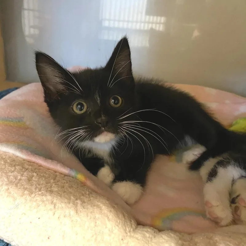 A baby small-sized female Black Domestic Short Hair cat named Pollock for adoption in Washington Township, OH