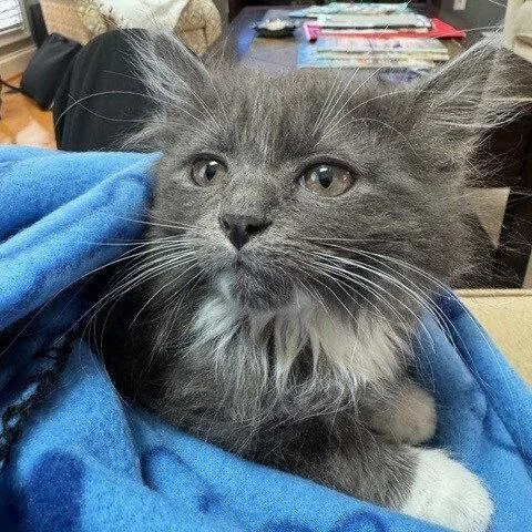 A baby medium-sized male Gray & White Domestic Medium Hair cat named O'malley for adoption in Candler, NC