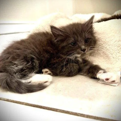 O'malley thumbnail 2