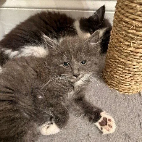 O'malley thumbnail 3