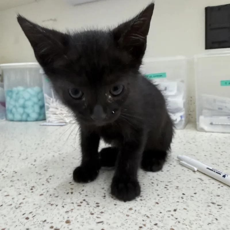 A baby small-sized female Black Domestic Short Hair cat named Drusilla for adoption in Auburn, AL