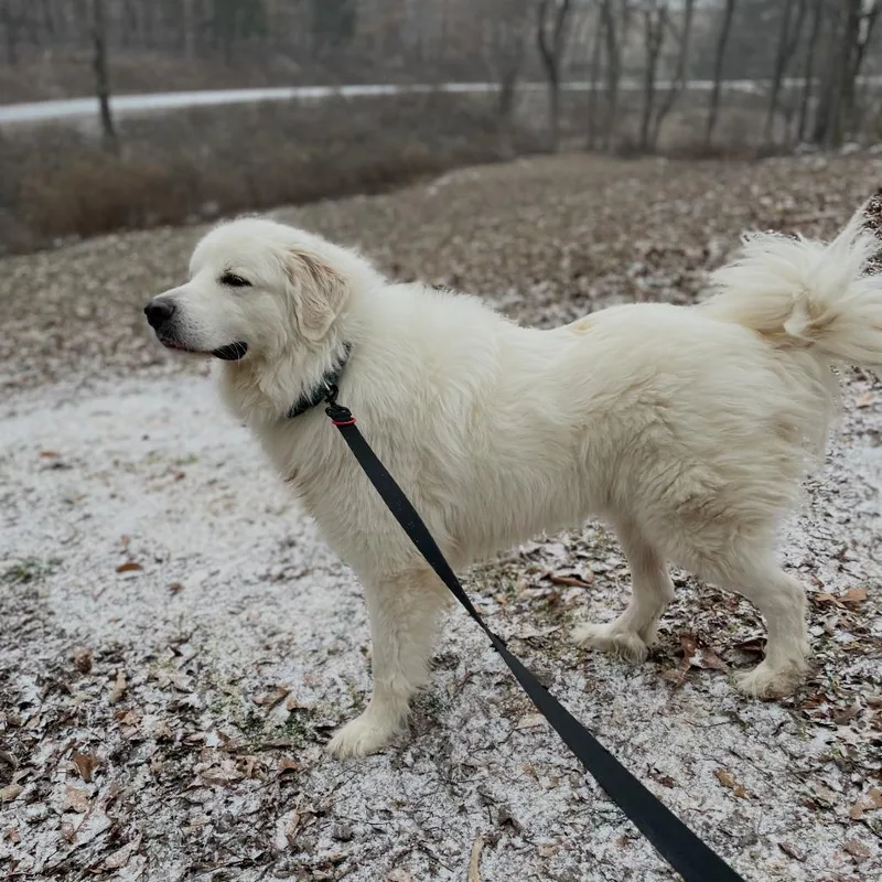 An adult large-sized male White / Cream Great Pyrenees dog named Dansby for adoption in Huntsville, AL