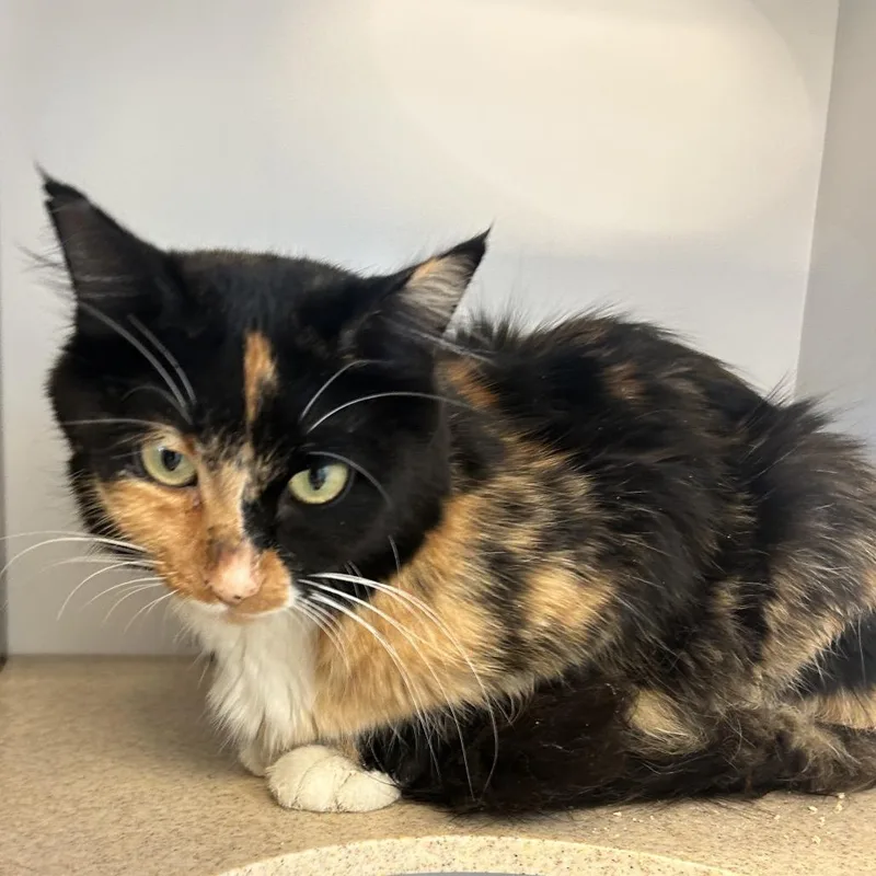 A young medium-sized female Domestic Medium Hair cat named Marina for adoption in Park City, UT