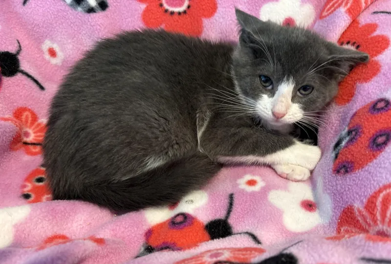 A baby small-sized female Gray & White Domestic Short Hair cat named Truffle for adoption in Seaford, NY