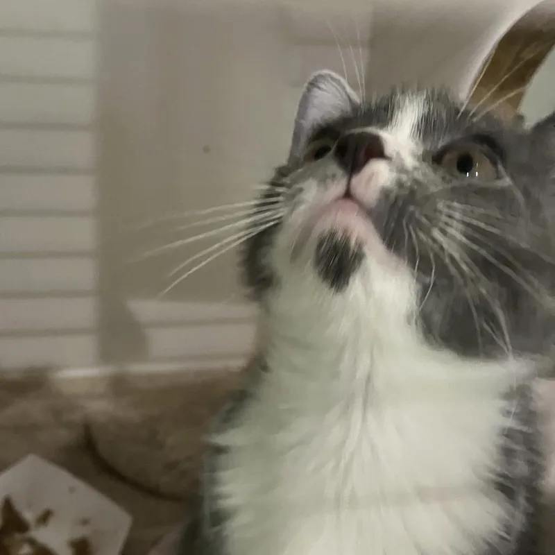 A baby small-sized male Gray / Blue / Silver Domestic Short Hair cat named Harry for adoption in Oak Park, IL