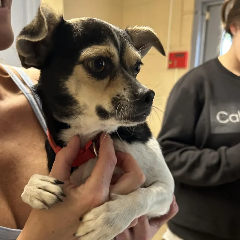 An adult small-sized female Black Chihuahua dog named Mia for adoption in Roxboro, NC