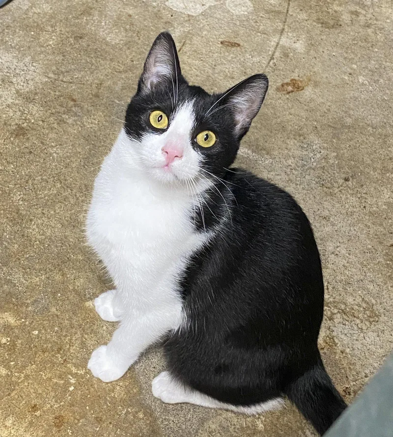 A young medium-sized male Domestic Short Hair cat named Melvin for adoption in Alameda, CA