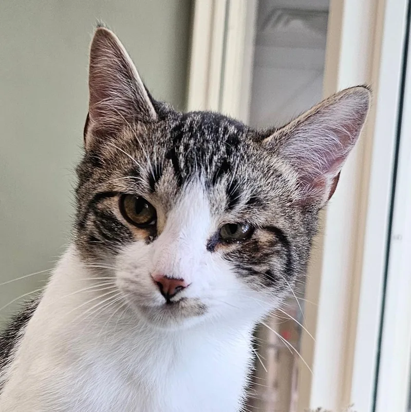 A baby medium-sized male Tabby (Brown / Chocolate) Domestic Short Hair cat named Gherkin for adoption in Norwalk, CT