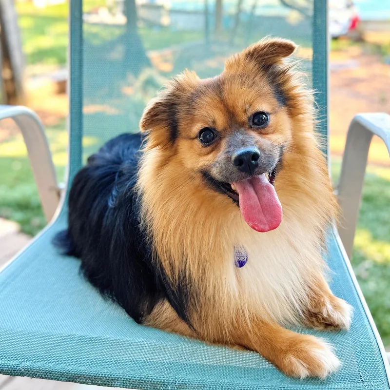 A baby small-sized male Pomeranian dog named Bixby for adoption in Garland, TX