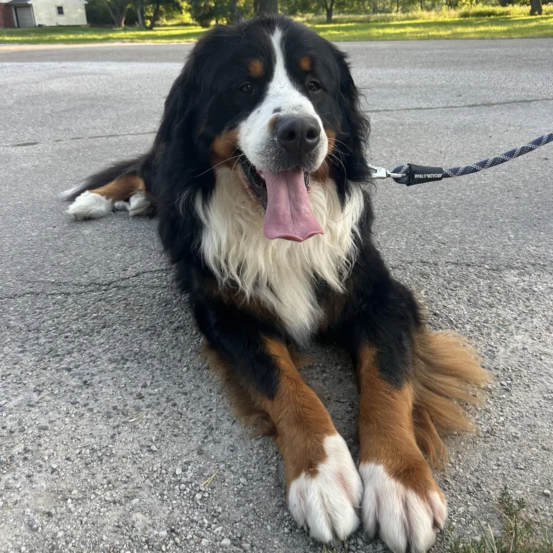 An adult extra large-sized male Tricolor (Brown, Black, & White) Bernese Mountain Dog dog named Moostifer for adoption in Normal, IL