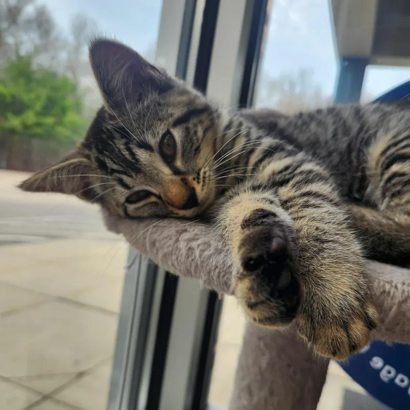 A baby small-sized female Black Domestic Short Hair cat named Watermelon for adoption in Brockton, MA