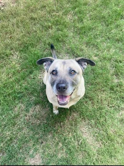A senior large-sized female Mixed Breed dog named Ms. Sasha for adoption in Chamblee, GA