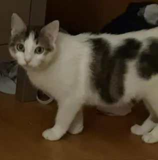 A young medium-sized female White Domestic Short Hair cat named Roselyn for adoption in Lemoyne, PA