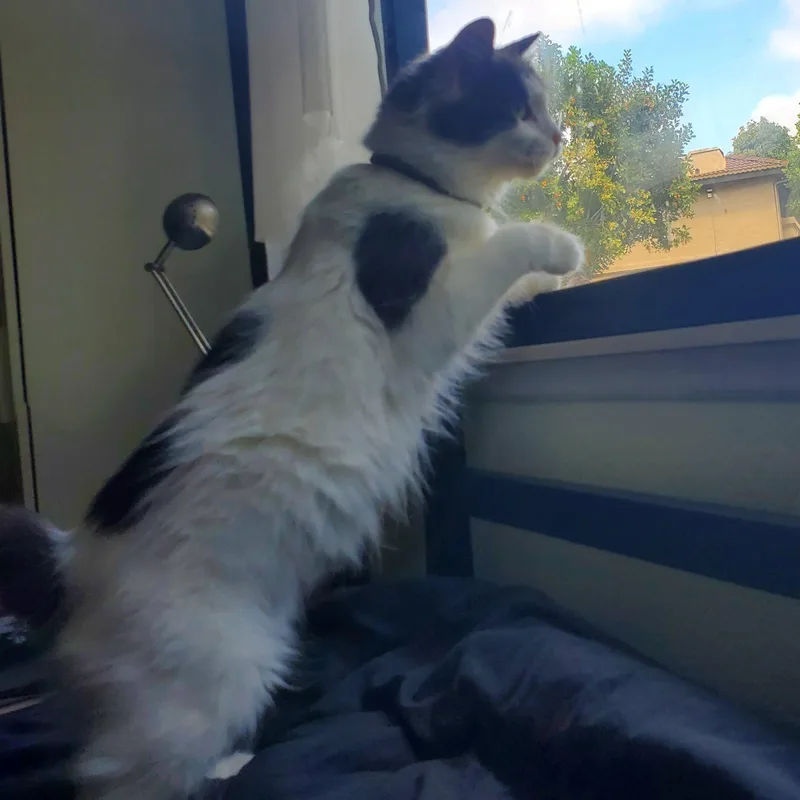 A young medium-sized female Gray & White Domestic Long Hair cat named Sugar for adoption in Laguna Woods, CA