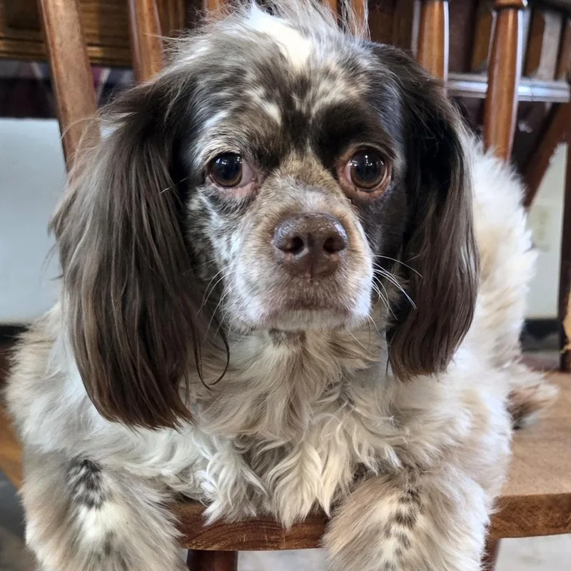 An adult small-sized female Brown / Chocolate Cocker Spaniel dog named Kobe for adoption in Terre Haute, IN