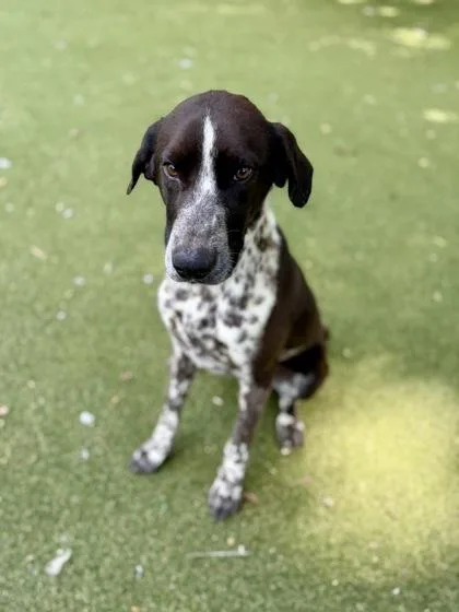 A young medium-sized male Hound dog named Dexter for adoption in Picayune, MS