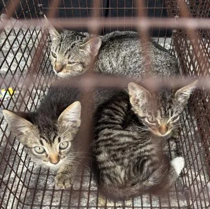 A baby small-sized female Domestic Short Hair cat named Lumina for adoption in Chamblee, GA