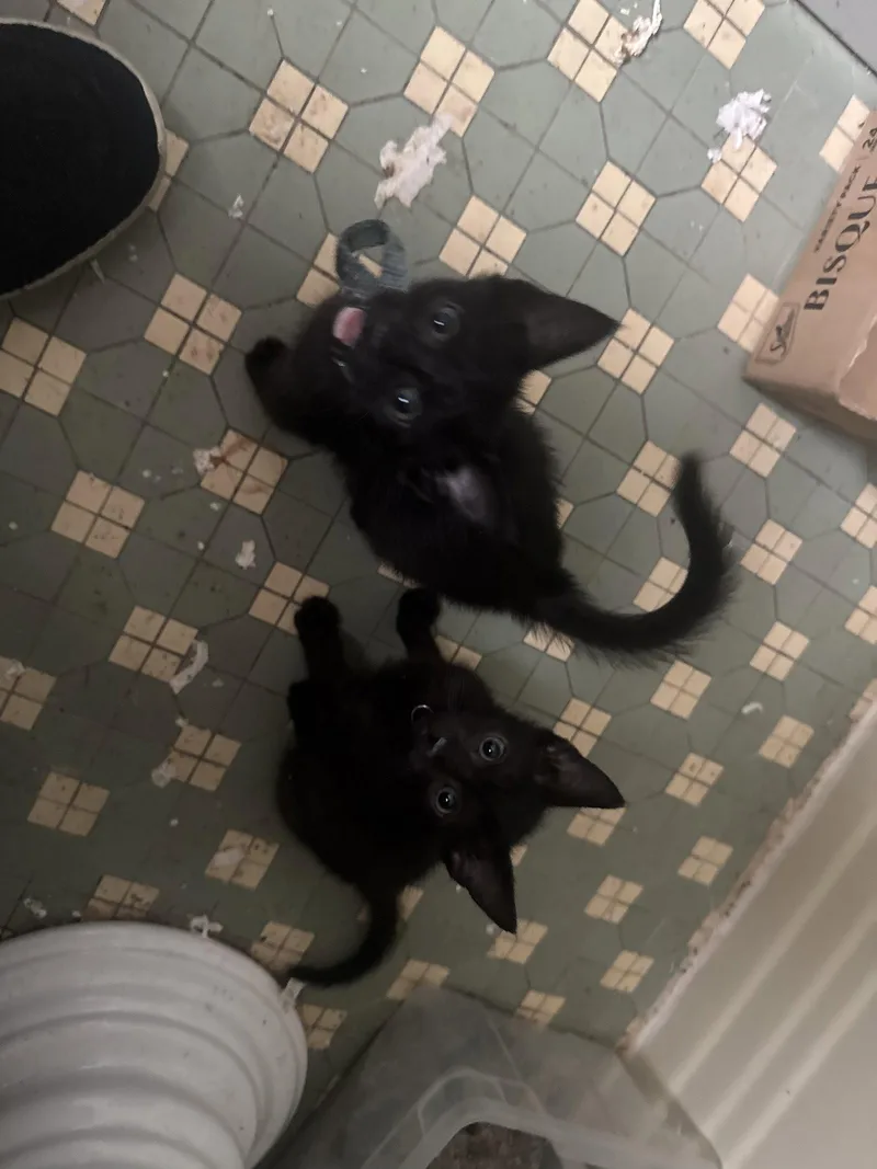 A baby medium-sized male Black Domestic Short Hair cat named Heckyl and Jekyll for adoption in Broomall, PA