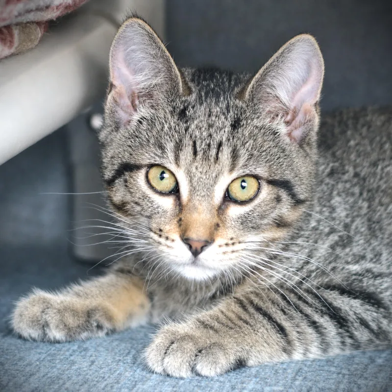 A baby medium-sized male Tabby (Tiger Striped) Domestic Short Hair cat named Kowalski for adoption in Amsterdam, NY