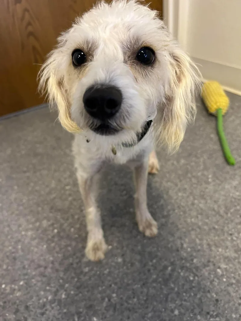 A young small-sized female Schnauzer dog named Pop for adoption in Steeleville, IL