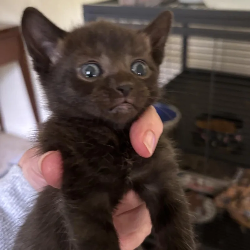 Raven  Bonded To thumbnail 2