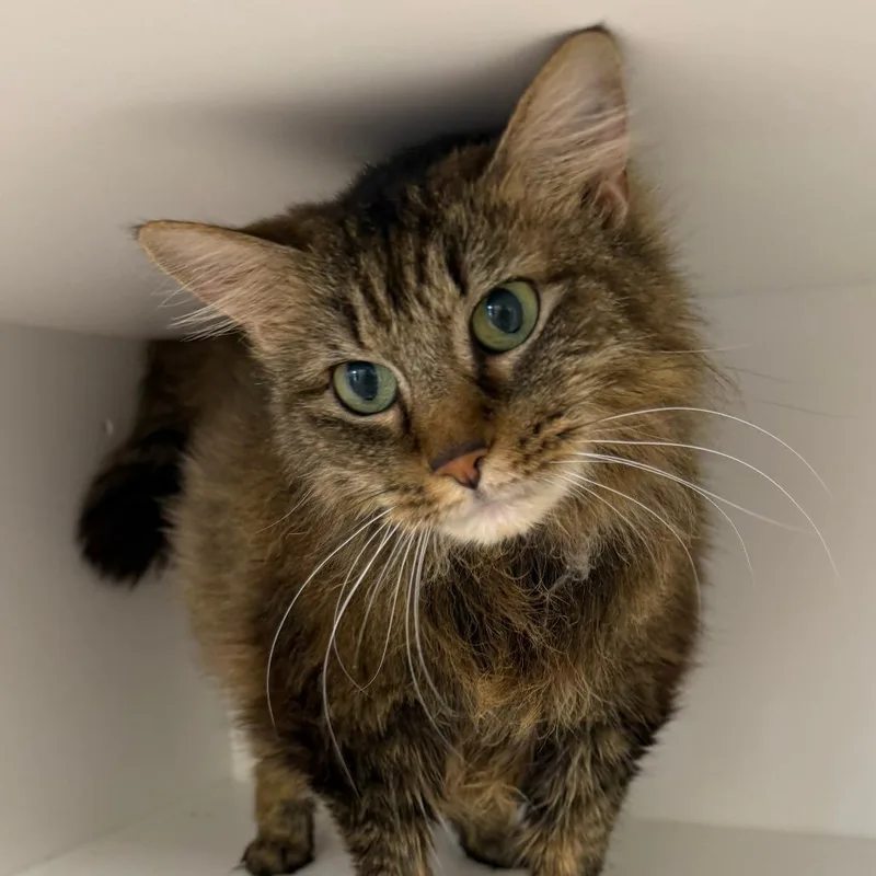 A senior large-sized female Domestic Long Hair cat named Bertha for adoption in Cumming, GA