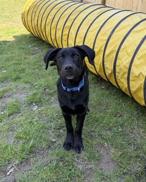 A baby medium-sized male Labrador Retriever dog named James for adoption in Boston, MA