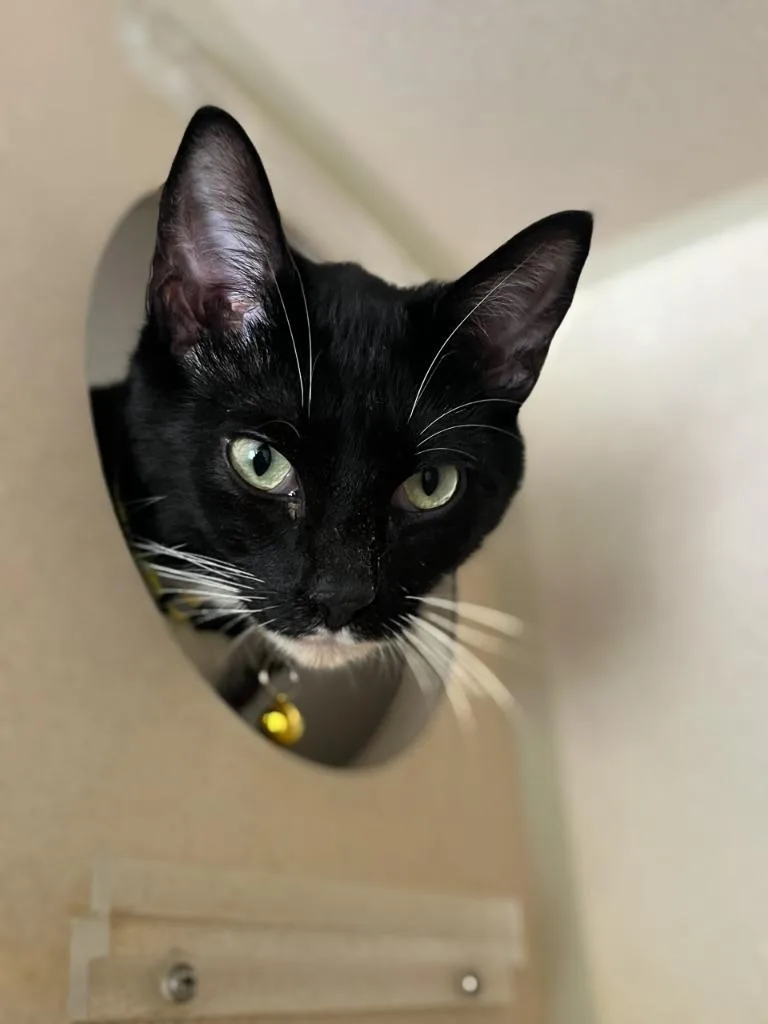 An adult small-sized male Domestic Short Hair cat named Sunny for adoption in Los Angeles, CA