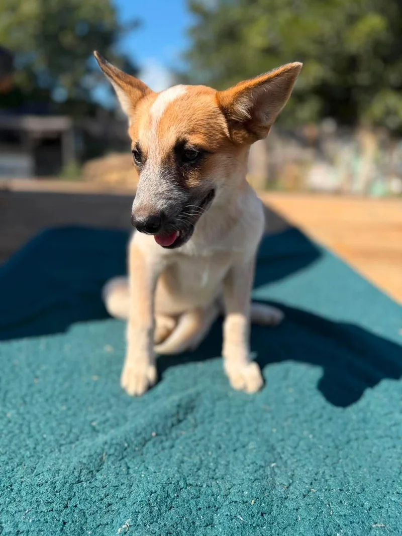 A baby large-sized female Australian Cattle Dog / Blue Heeler dog named Whistle for adoption in New Baltimore, MI