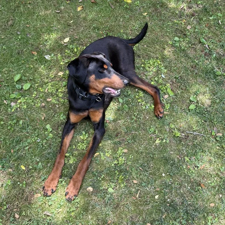 A young medium-sized female Black Doberman Pinscher dog named Petra for adoption in Raleigh, NC