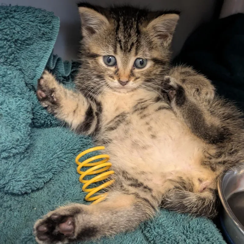 A baby small-sized female Domestic Short Hair cat named Odette for adoption in Chicago, IL