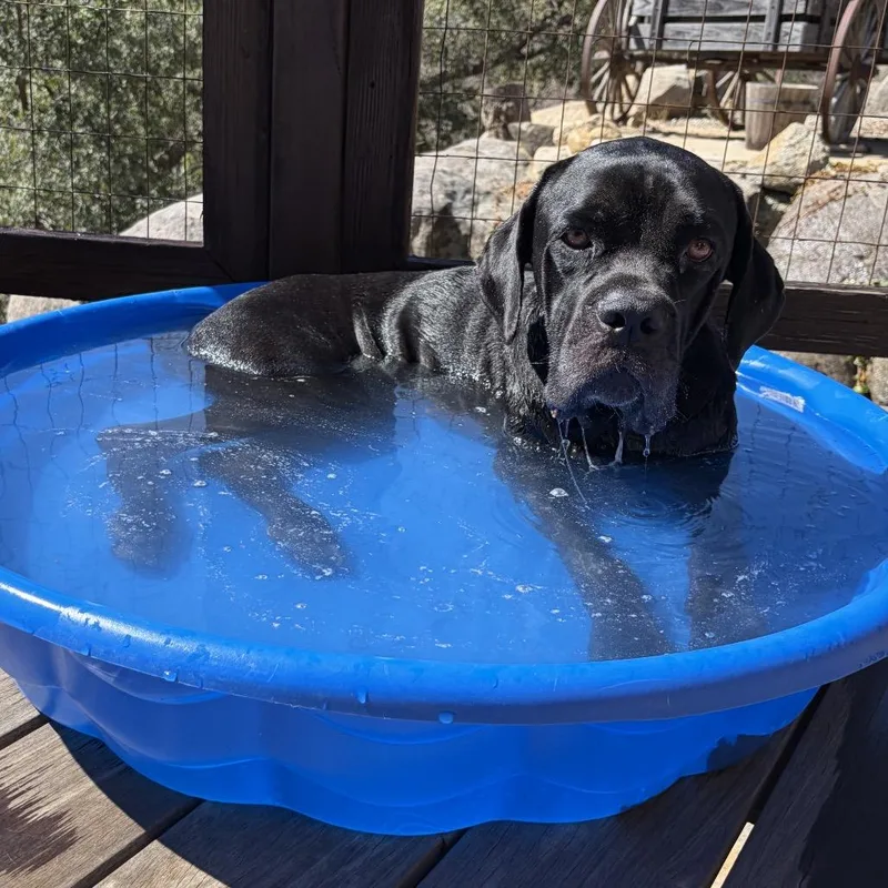 An adult large-sized female Cane Corso dog named Nora for adoption in San Diego, CA