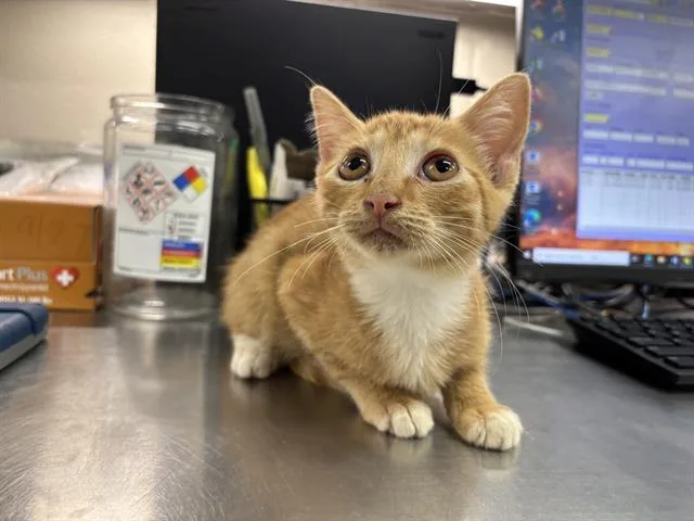 A baby small-sized male Domestic Short Hair cat named Roquefort for adoption in Grand Prairie, TX