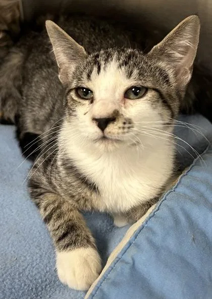 A young small-sized male Domestic Short Hair cat named Zeus for adoption in Phoenix, AZ