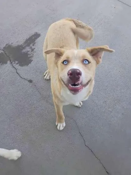 A young large-sized male Mixed Breed dog named Simon for adoption in Beatrice, NE