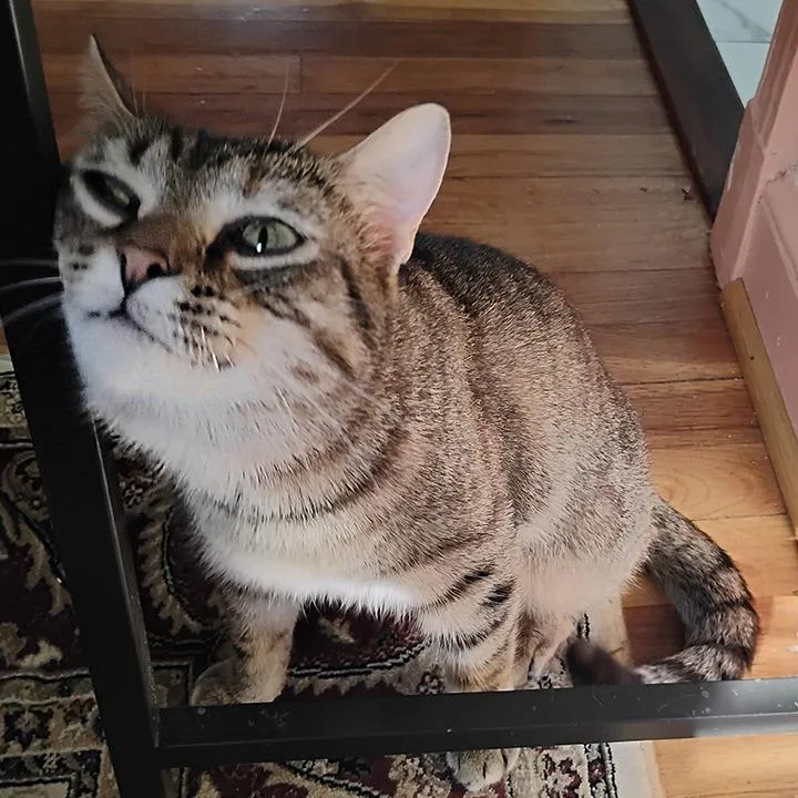 A young medium-sized female Buff / Tan / Fawn Domestic Short Hair cat named Eevee for adoption in Washington, DC