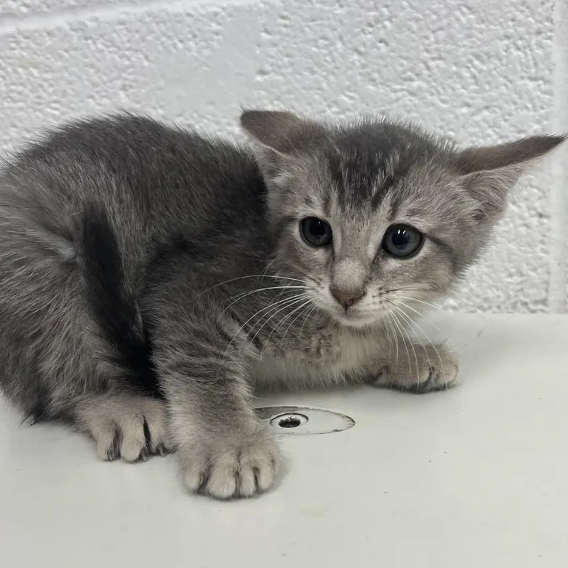 A baby small-sized female Gray / Blue / Silver Domestic Short Hair cat named Chi for adoption in Edinburg, TX