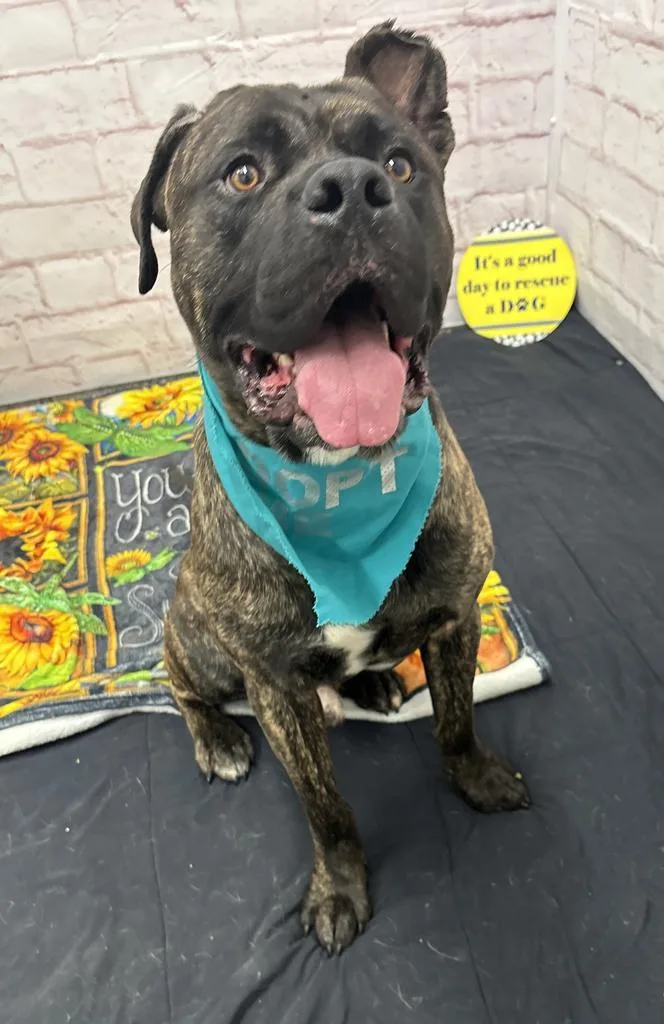 A young large-sized male Cane Corso dog named The Lich for adoption in Detroit, MI