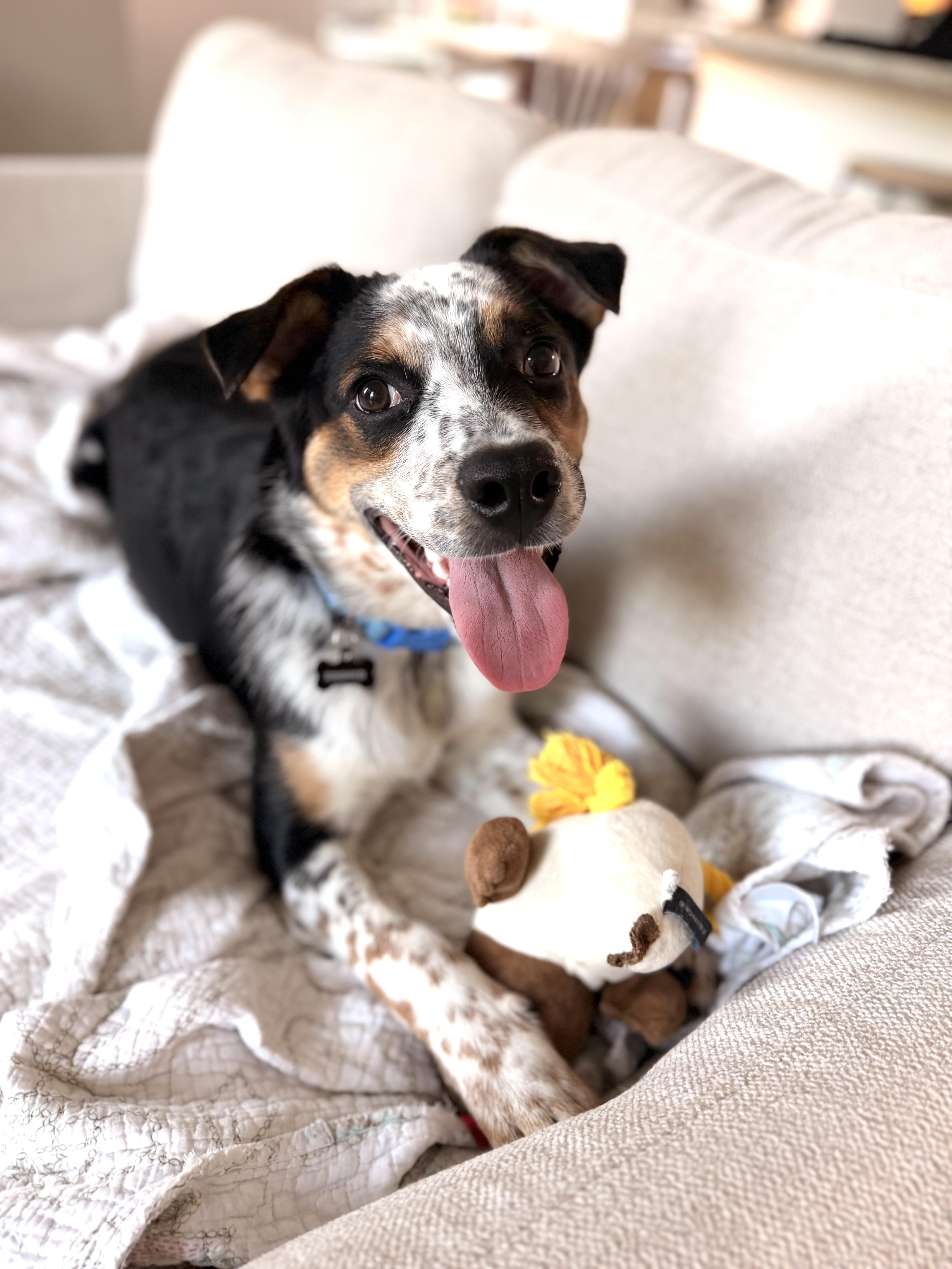 A baby medium-sized male Australian Cattle Dog / Blue Heeler dog named Bronco for adoption in Pottsboro, TX