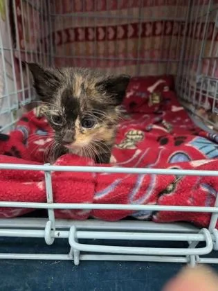 A baby small-sized female Domestic Short Hair cat named Millie for adoption in Gainesville, FL