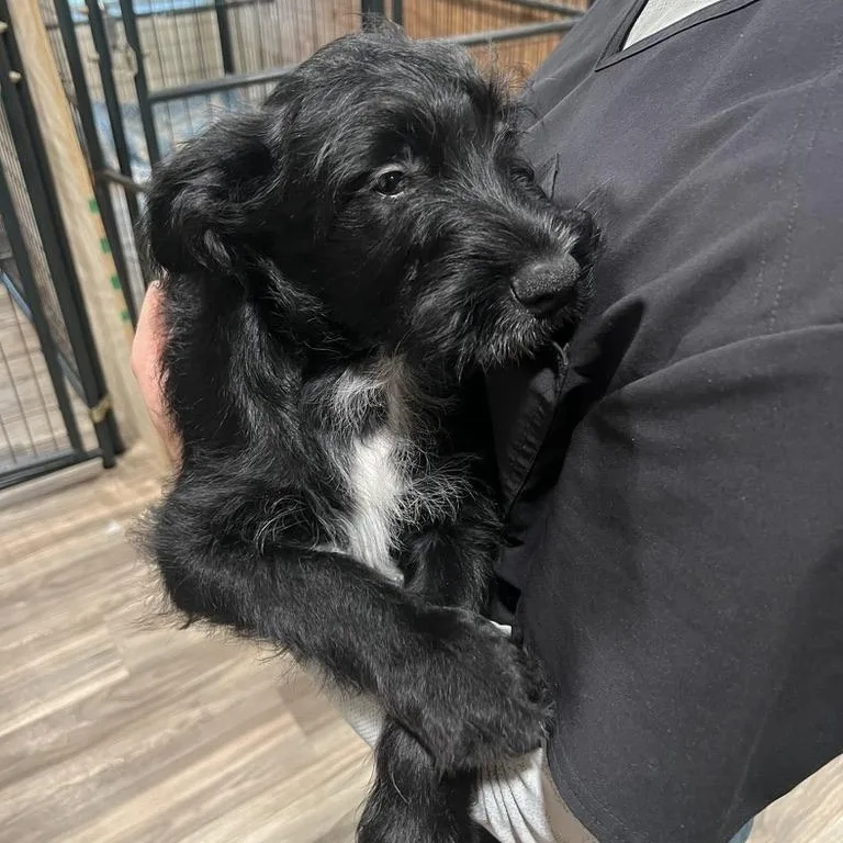 A baby medium-sized male Black Miniature Schnauzer dog named Peppermint Schnapps for adoption in San Antonio, TX