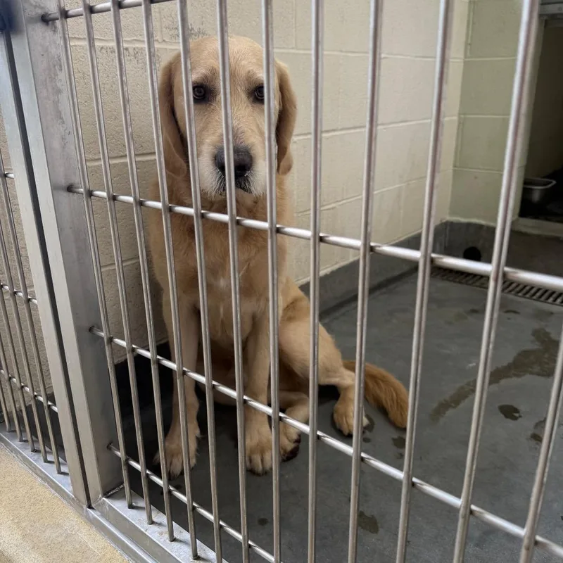 An adult large-sized male Yellow / Tan / Blond / Fawn Golden Retriever dog named Iepastray for adoption in Upland, CA
