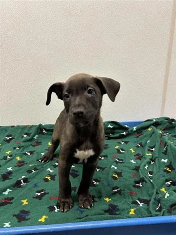 A baby small-sized male Labrador Retriever dog named Detour for adoption in Panama City, FL