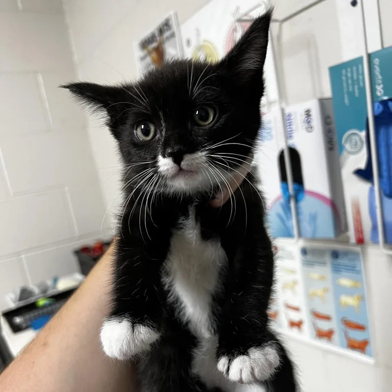 A baby small-sized female Black Domestic Short Hair cat named Hillary for adoption in Birmingham, AL