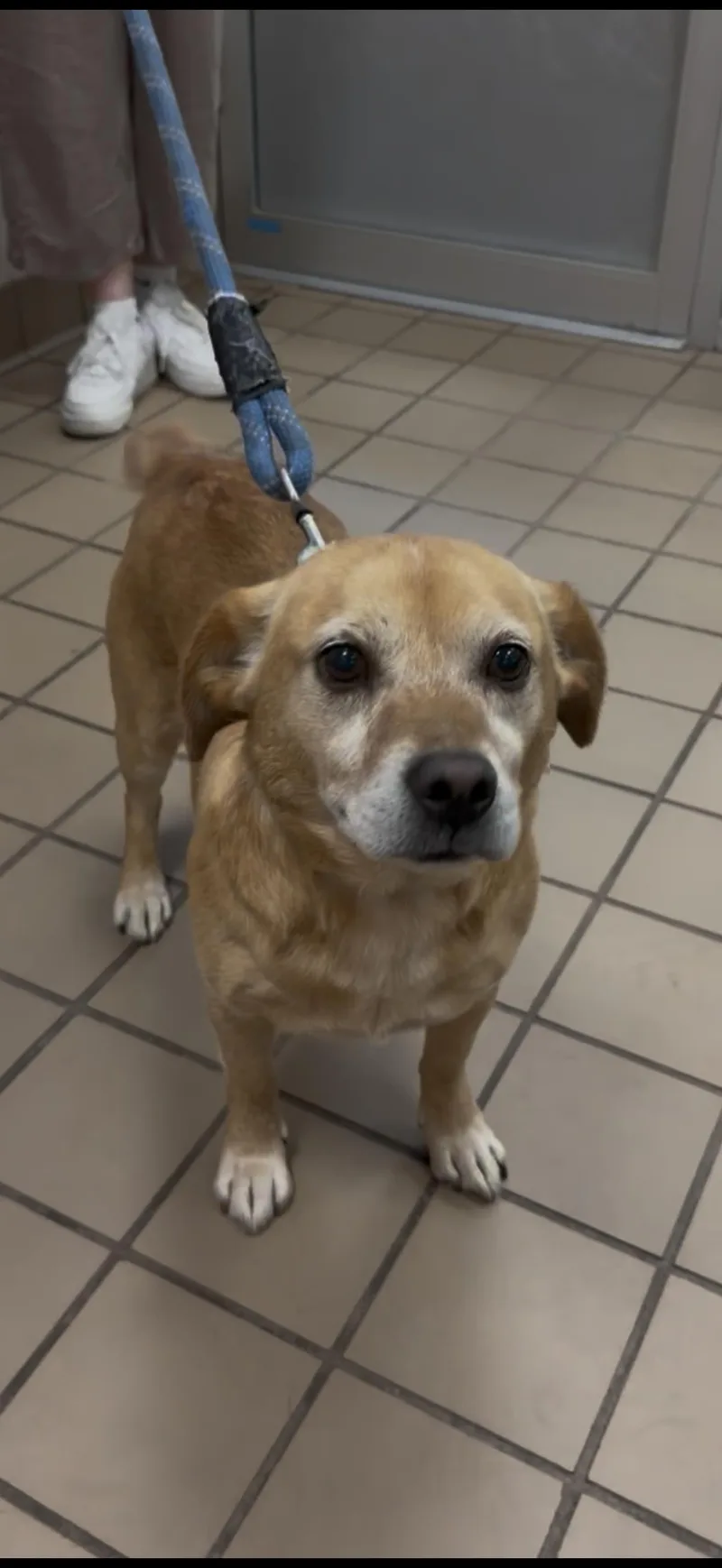 An adult medium-sized male Brown / Chocolate Mixed Breed dog named Tucker for adoption in Wantagh, NY